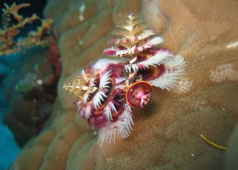 5 Fakta Christmas Tree Worm, Cacing Laut yang Cantik dan Menawan