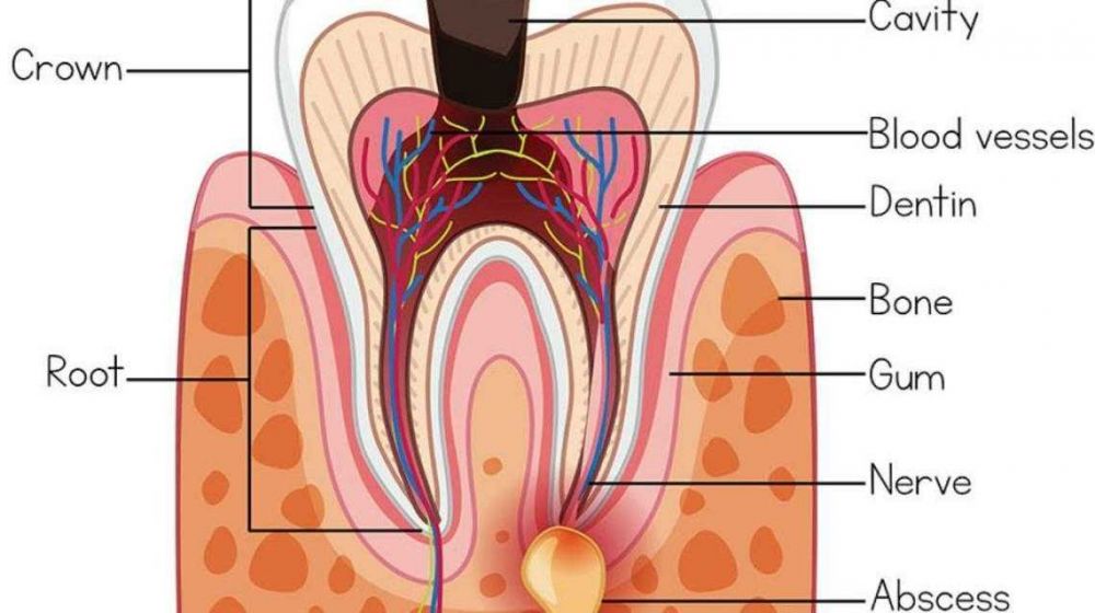 Kenali 5 Fakta Abses Bartholin Bagi Wanita - IDNTimes.com