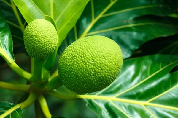 5 Kosakata dalam Bahasa Fakfak yang Ada di KBBI, Yuk Cari Tahu!