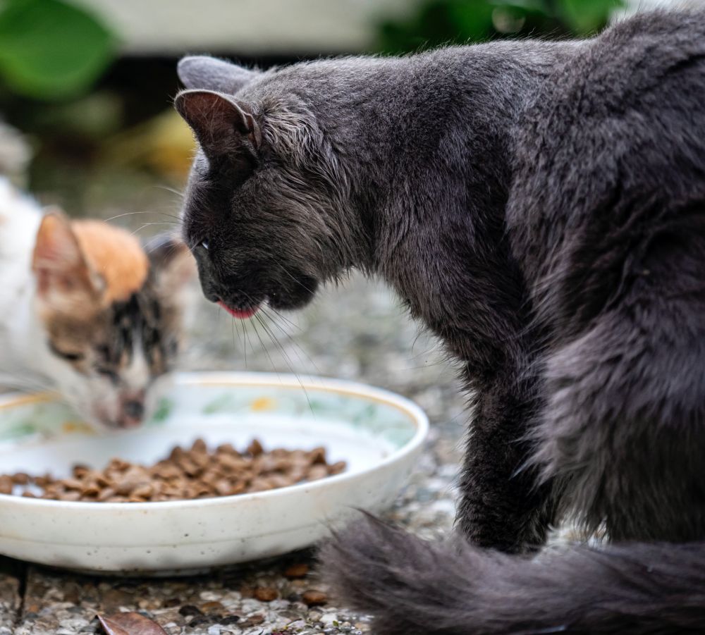 Pertanda Kucing Sedang Sakit, Cat Owner Harus Sadar