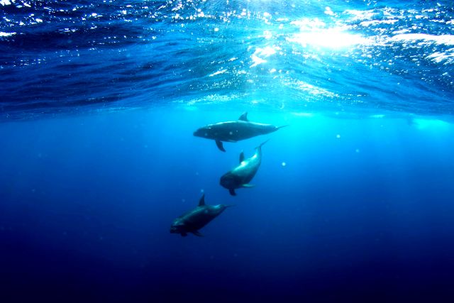 Empat Ekor Lumba-lumba Terdampar di Pantai Padanggalak Bali