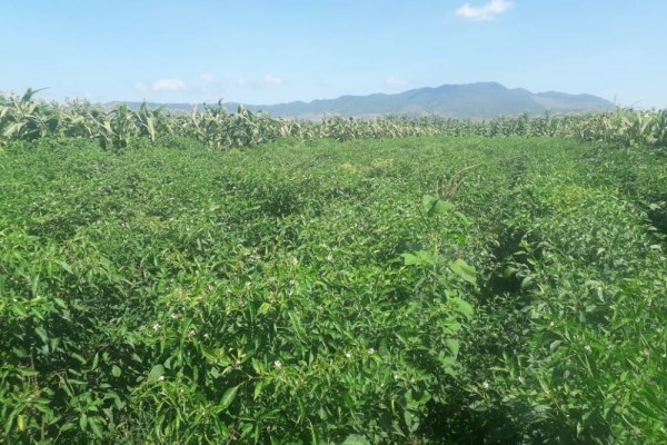 Ironis, Cabai Rawit Hijau di Petani Jember Hanya Rp2.500 per Kg