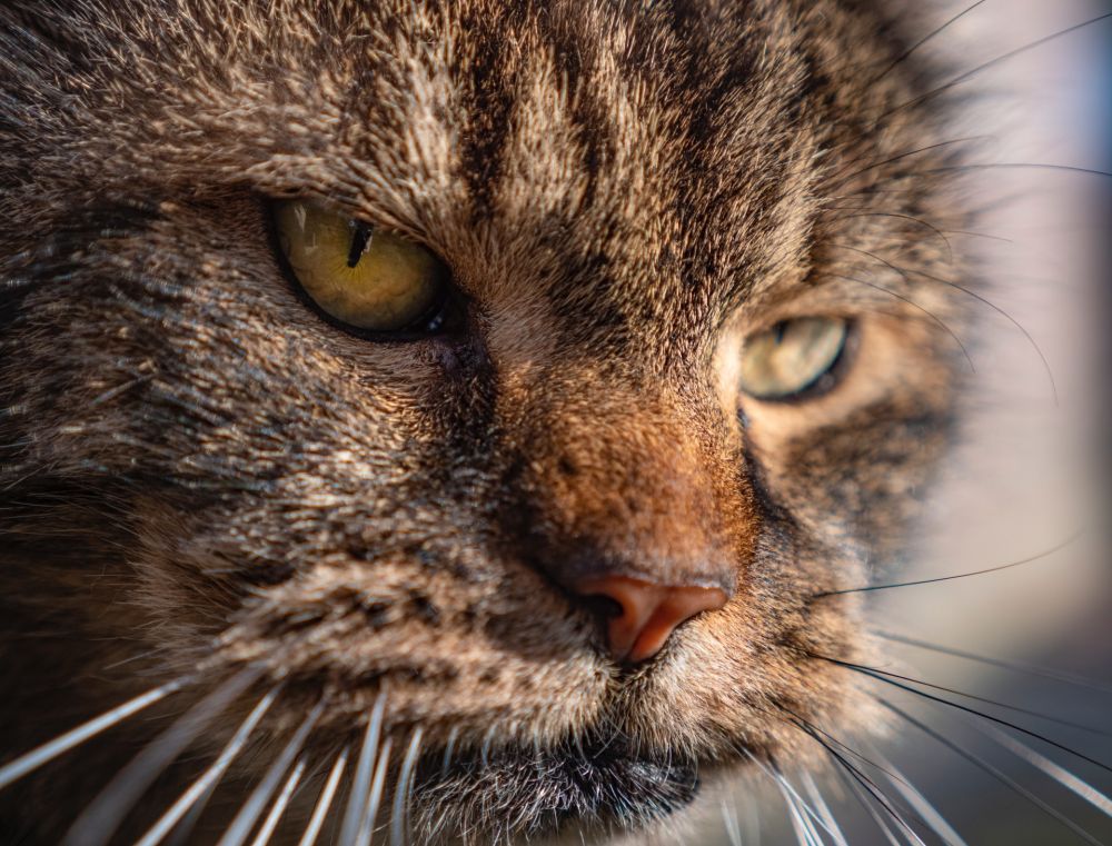 6 Functions of a Cat's Whiskers, Don't Cut It For His Survival