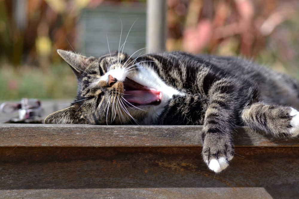 Pertanda Kucing Sedang Sakit, Cat Owner Harus Sadar