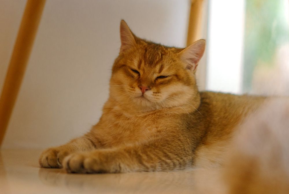 Alasan Kenapa Kucing Sebaiknya Tidak Diberi Susu