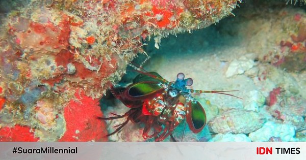 Mantis Shrimp Facts, Underwater Boxer with a Great Shot