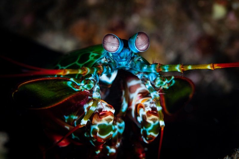 5 Facts about Mantis Shrimp, Underwater 'Boxer' with a Deadly Punch