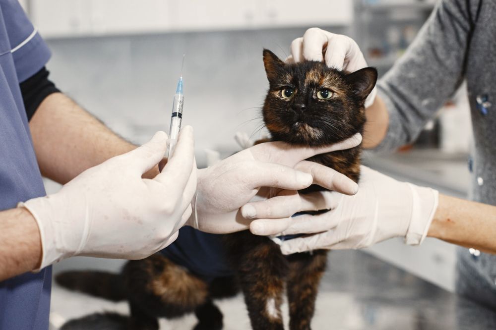 7 Fakta Feline Distemper, Penyakit Mematikan pada Kucing Kesayangan