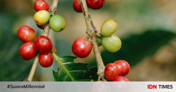 Health Benefits of Coffee Fruit, Not Many Know