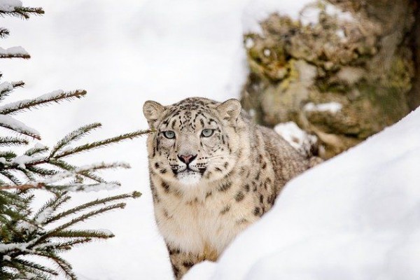 5 Fakta Menarik Macan Tutul Salju