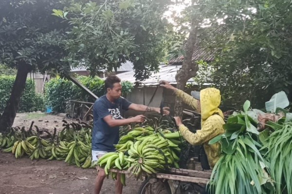 Petani di Tulungagung Donasikan Pisang untuk Warga Terdampak PPKM