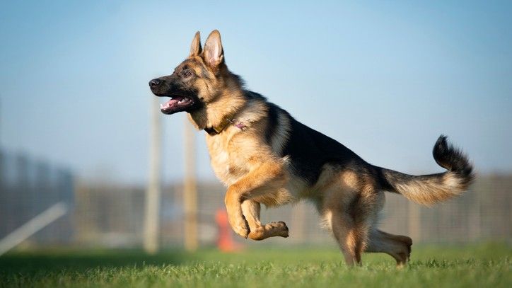 Ada Yang Miliaran 15 Potret Jenis Anjing Tercerdas Di Dunia