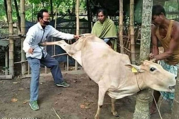 Siap Dikurban, 10 Potret Sapi Ini Kocaknya Kebangetan