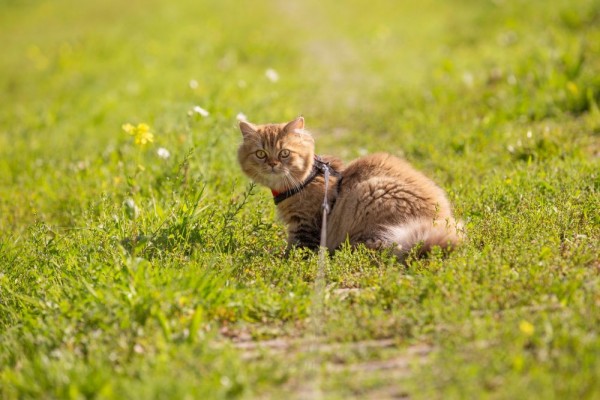 5 Hal yang Bikin Kucing Marah, Cat Lovers Wajib Paham!