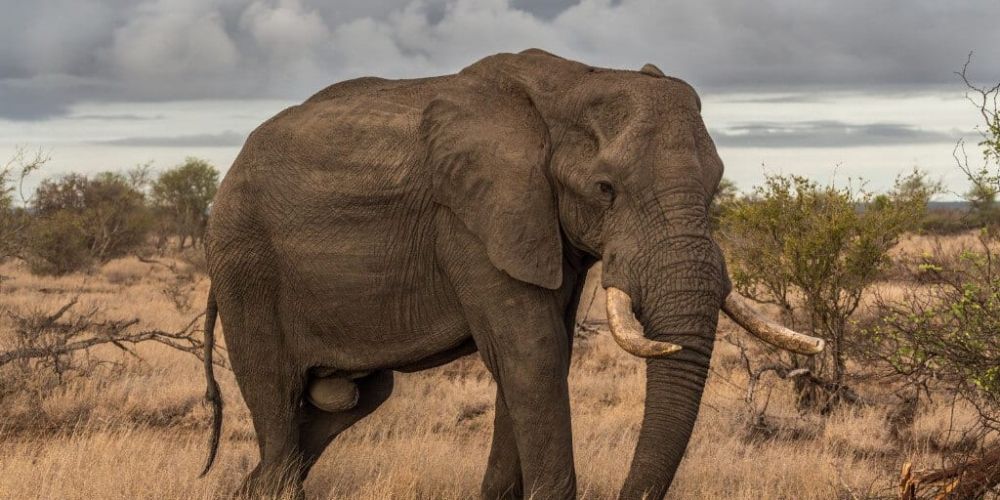 5 Hewan Paling Mematikan yang Ada di Benua Afrika, Berbahaya!