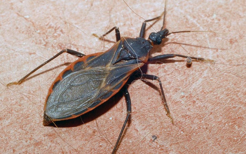9 Spesies Serangga Paling Berbahaya dan Mematikan di Dunia