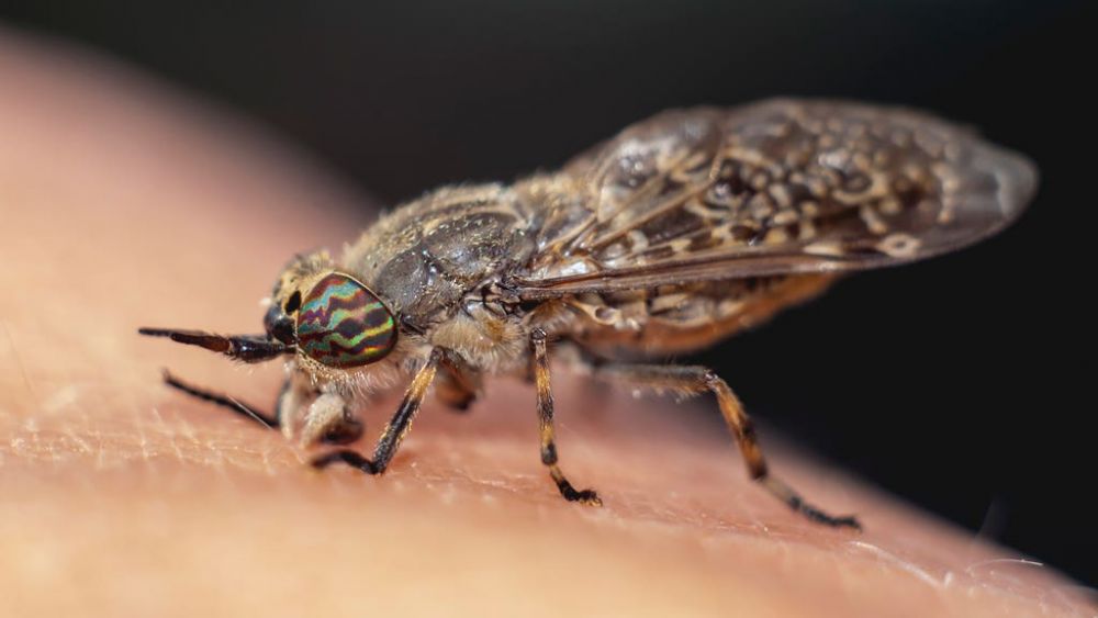 9 Spesies Serangga Paling Berbahaya dan Mematikan di Dunia