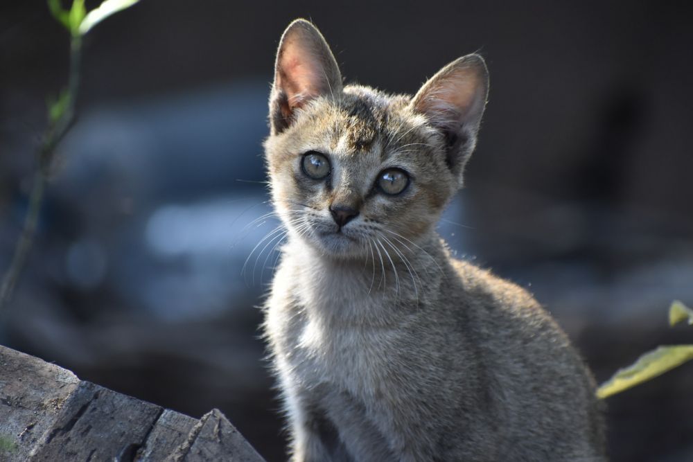 Ada Penyakit Misterius, Kematian Kucing di Inggris Naik