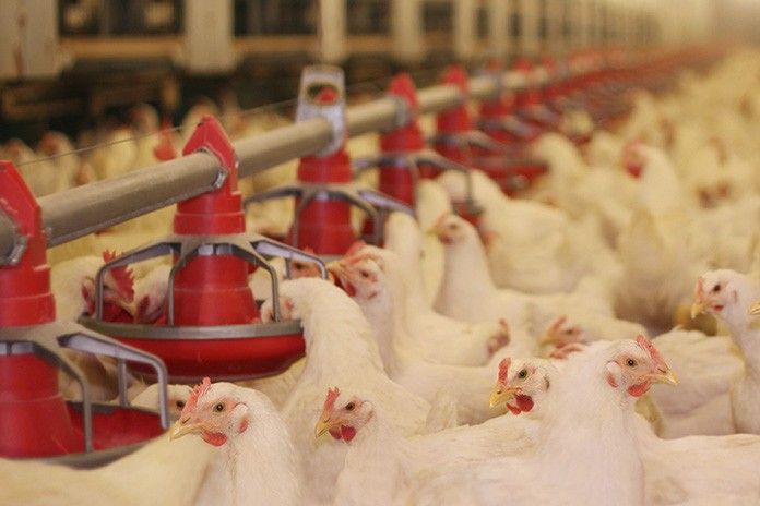 Kelompok Peternak Ayam di Lampung Keluhkan Harga Pakan