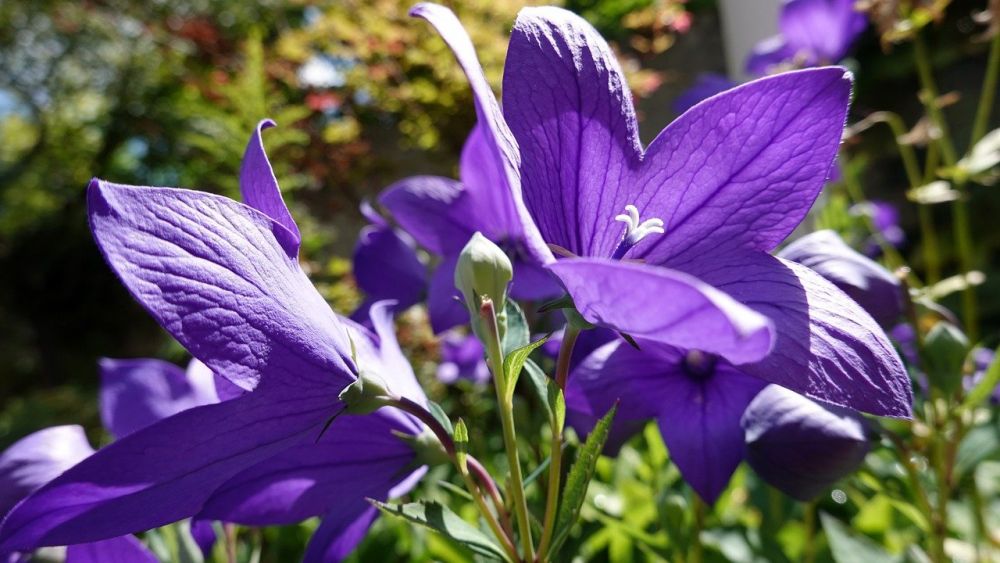 5 Bunga Berwarna Ungu yang Memiliki Manfaat bagi Kesehatan
