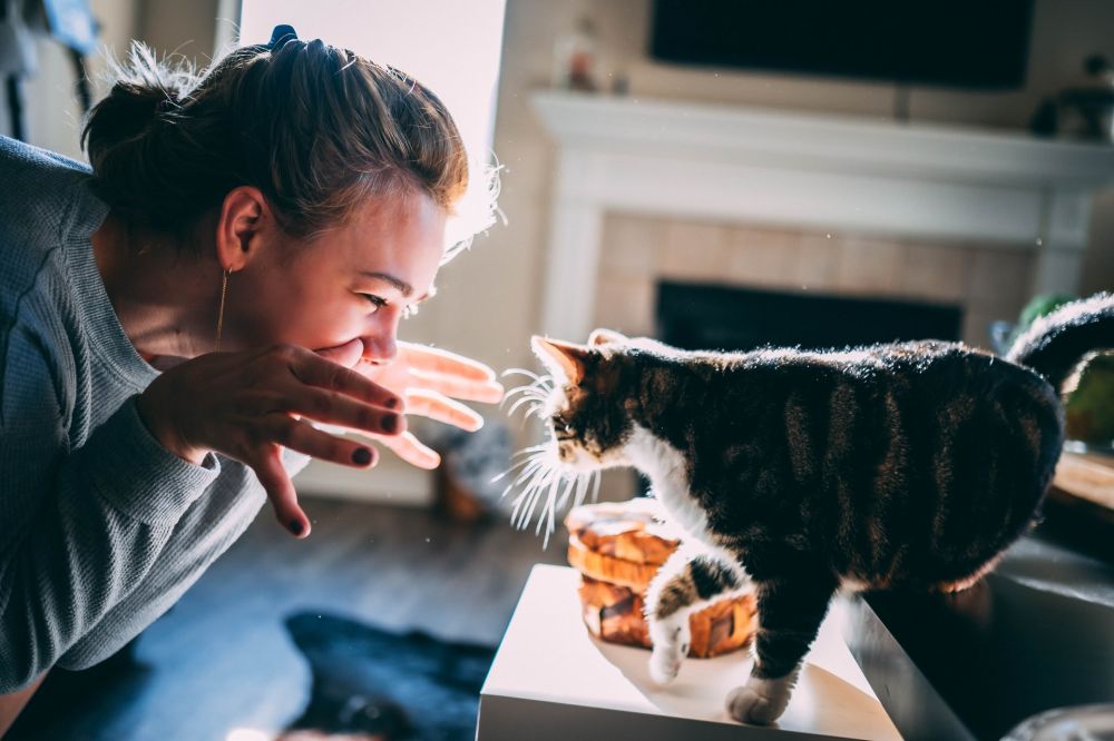 10 Tips Perawatan Kucing Senior, Bantu Mereka Berumur Panjang!