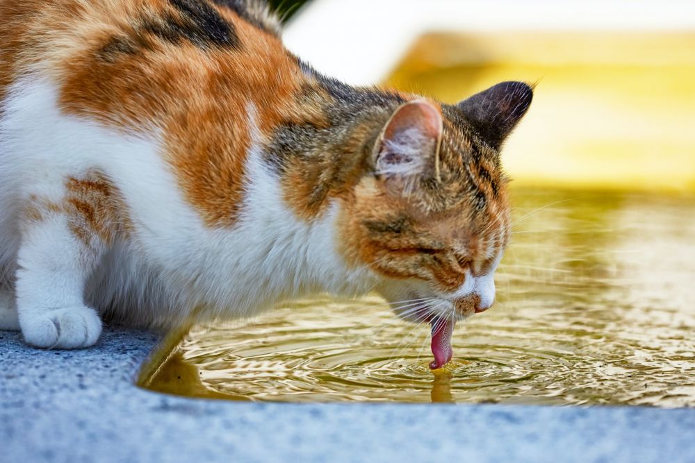 7 Tips agar Kucing Mau Minum Air yang Cukup, Cat Lovers Catat, yuk!