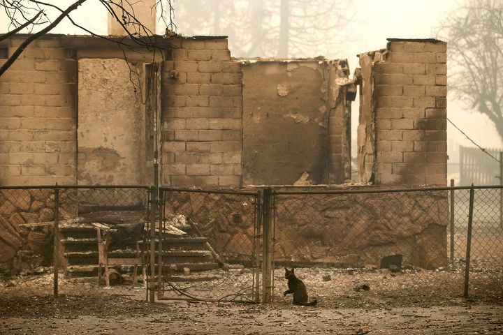 Bencana Kebakaran Hutan di California: Kisah Keberanian, Kerugian, dan Harapan