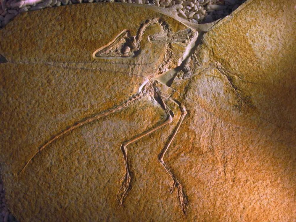 5 Facts about Urvogel, the Half-Reptile Bird from the Dinosaur World