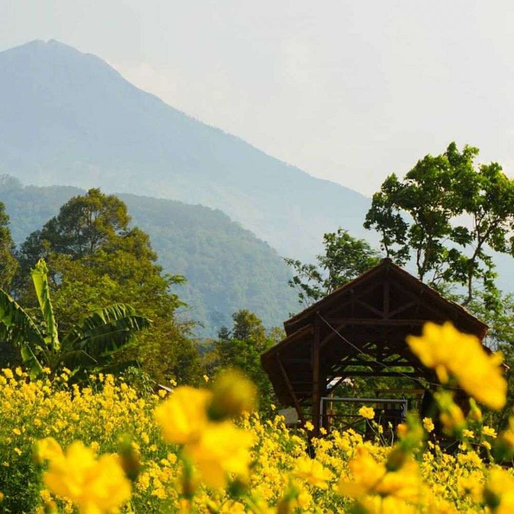 Kesejukan Kebun Refugia Trawas Wisata Alam Bertabur Bunga