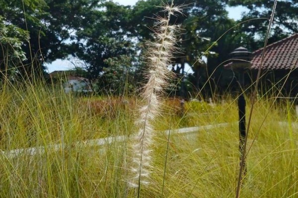Dianggap Gulma, 5 Tanaman Liar Ini Ternyata Bisa Jadi Obat