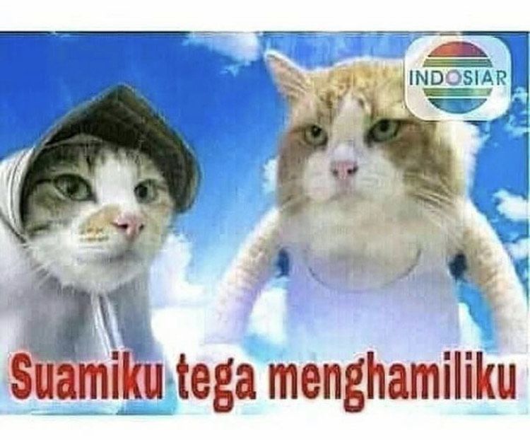 Meme Kucing Ini Bikin Kamu Ketawa dan Lupakan Galau