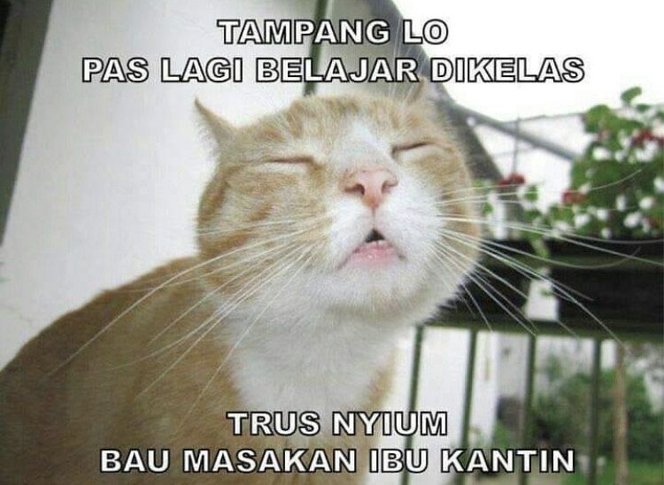 Meme Kucing Ini Bikin Kamu Ketawa dan Lupakan Galau