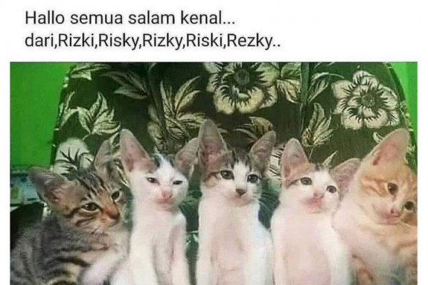 Meme Kucing Ini Bikin Kamu Ketawa dan Lupakan Galau
