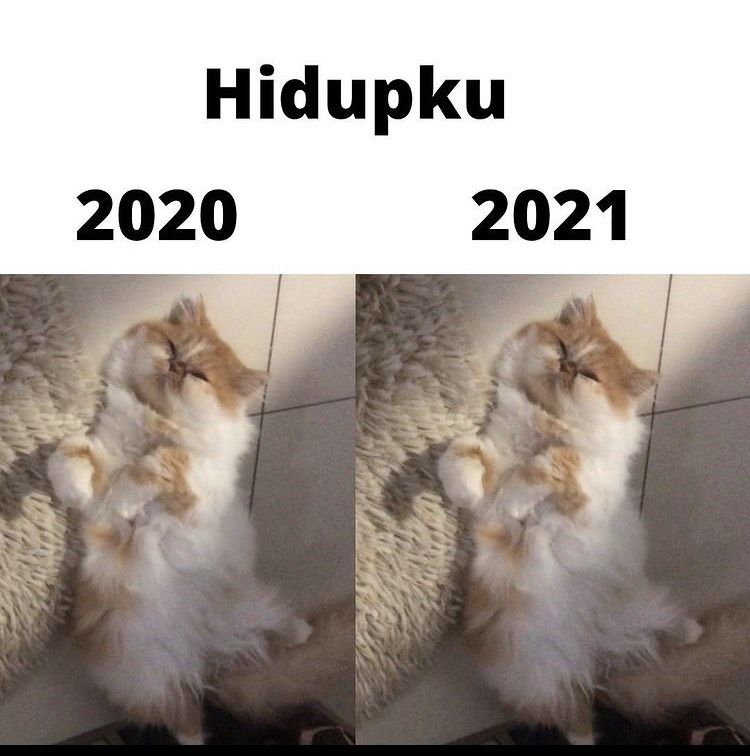 Meme Kucing Ini Bikin Kamu Ketawa dan Lupakan Galau