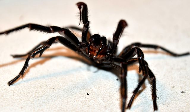 5 Fakta Sydney Funnel-Web Spider, Laba-laba Berbahaya Asal Australia