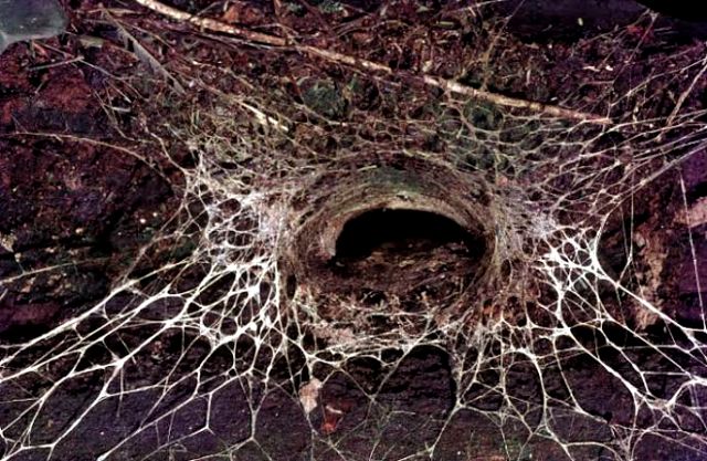 5 Fakta Sydney Funnel-Web Spider, Laba-laba Berbahaya Asal Australia