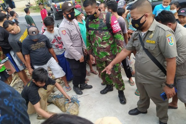 Buaya Peliharaan Remaja Terlepas, Ditemukan Bersembunyi di Selokan