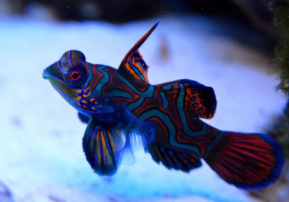 Fakta Unik Spesies Cantik Ikan Mandarin