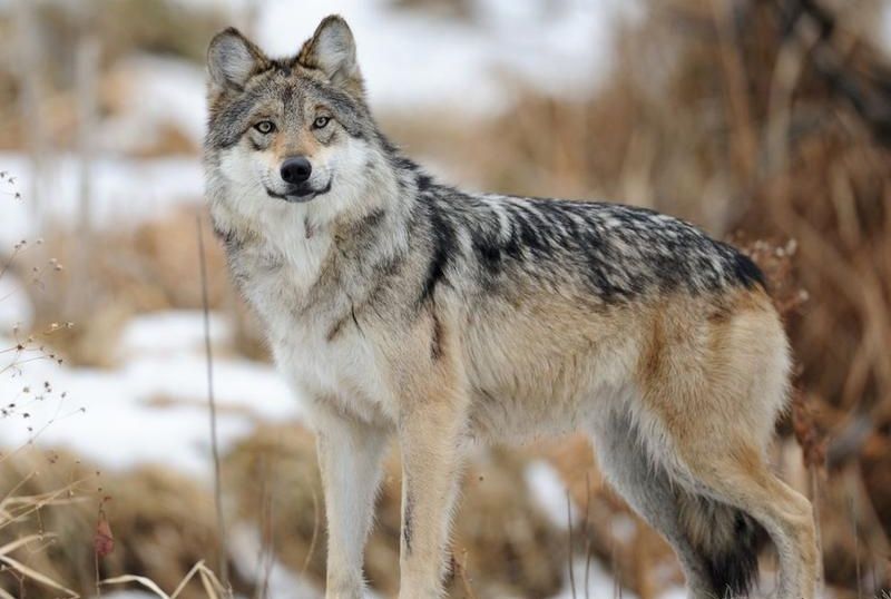 Fakta Unik Gray Wolf Yang Terancam Punah