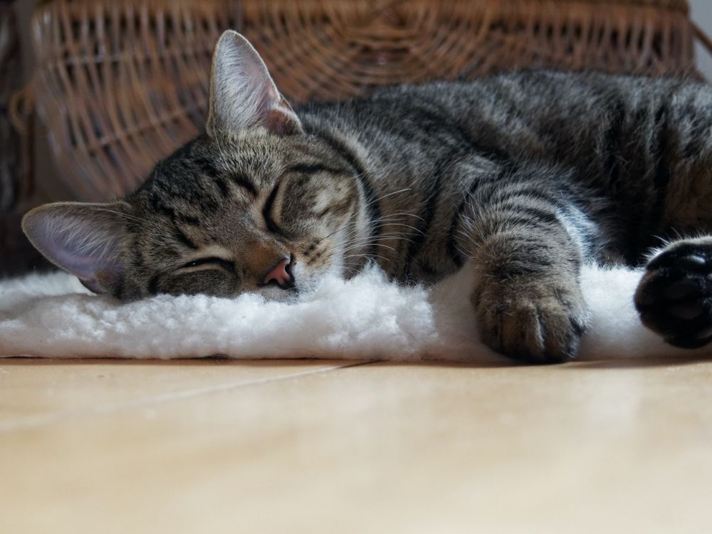6 Fakta Cacing Kait pada Kucing, Penyebab Anemia hingga Kematian