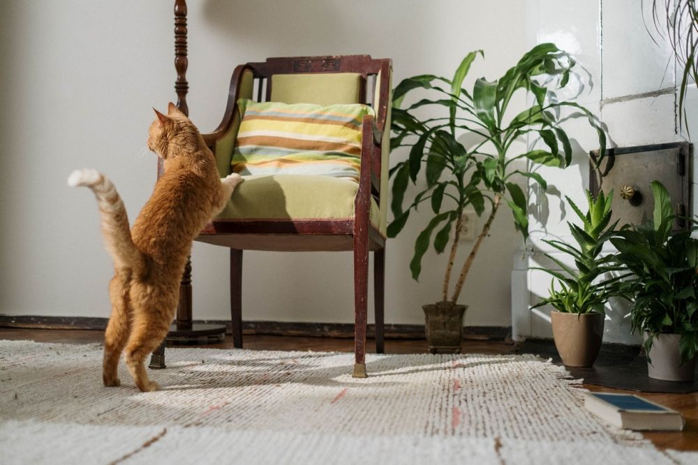 10 Tips Perawatan Kucing Senior, Bantu Mereka Berumur Panjang!