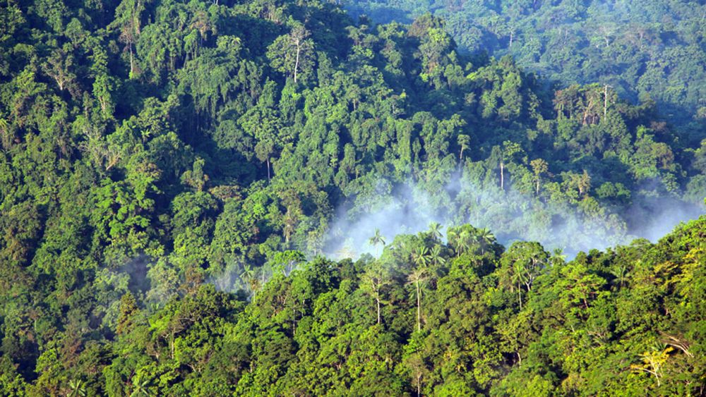 Penghasil Oksigen 10 Hutan Hujan Tropis Terluas Di Dunia