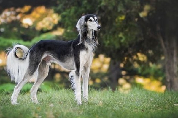 5 Spesies Anjing Paling Kuno di Dunia, Telah Ada Sejak Ribuan Tahun!
