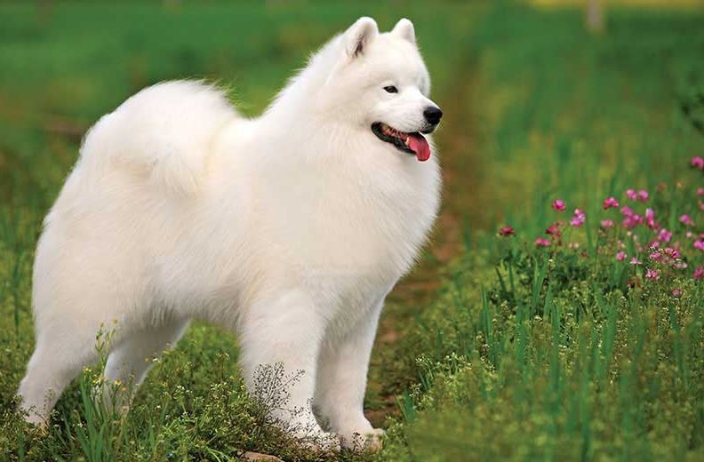 5 Spesies Anjing yang Berasal dari Rusia, Stamina dan Fisik Kuat