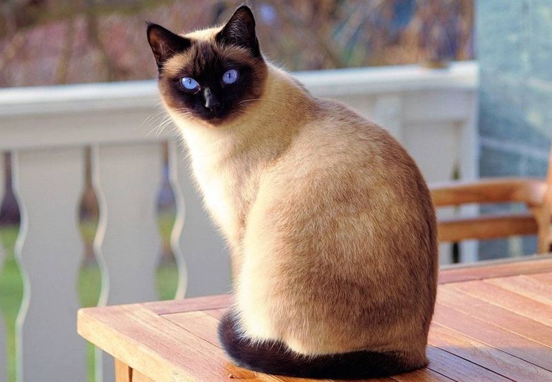 5 Spesies Kucing dari Asia yang Paling Populer, Gemas!