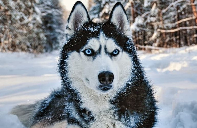 5 Spesies Anjing yang Berasal dari Rusia, Stamina dan Fisik Kuat