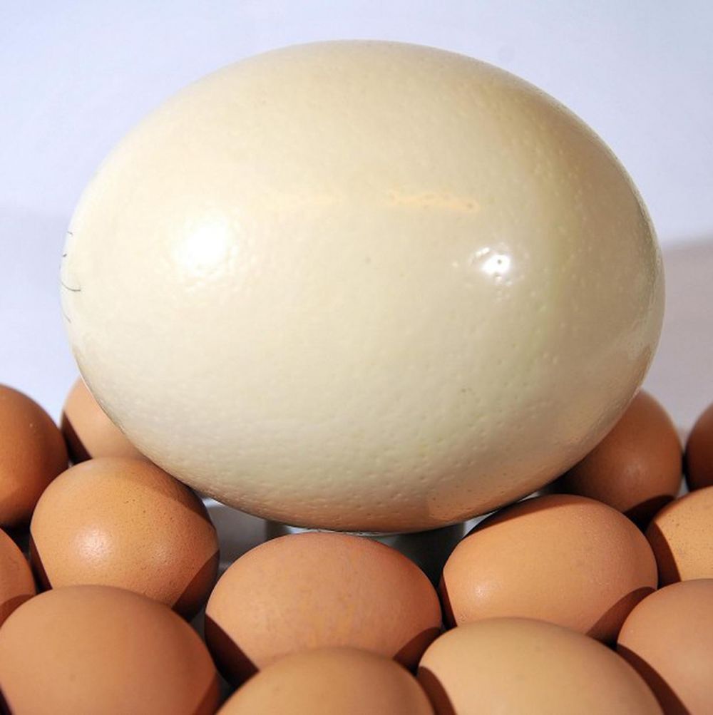 Громадное яйцо. Страусиное яйцо. Яйцо куриное. Яйцо африканского страуса. Страусиное яйцо и куриное.