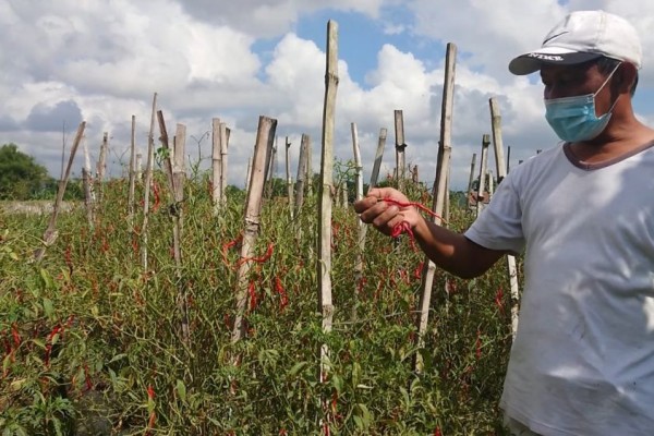 Harga Anjlok, Petani Cabai Di Tulungagung Pilih Tak Panen