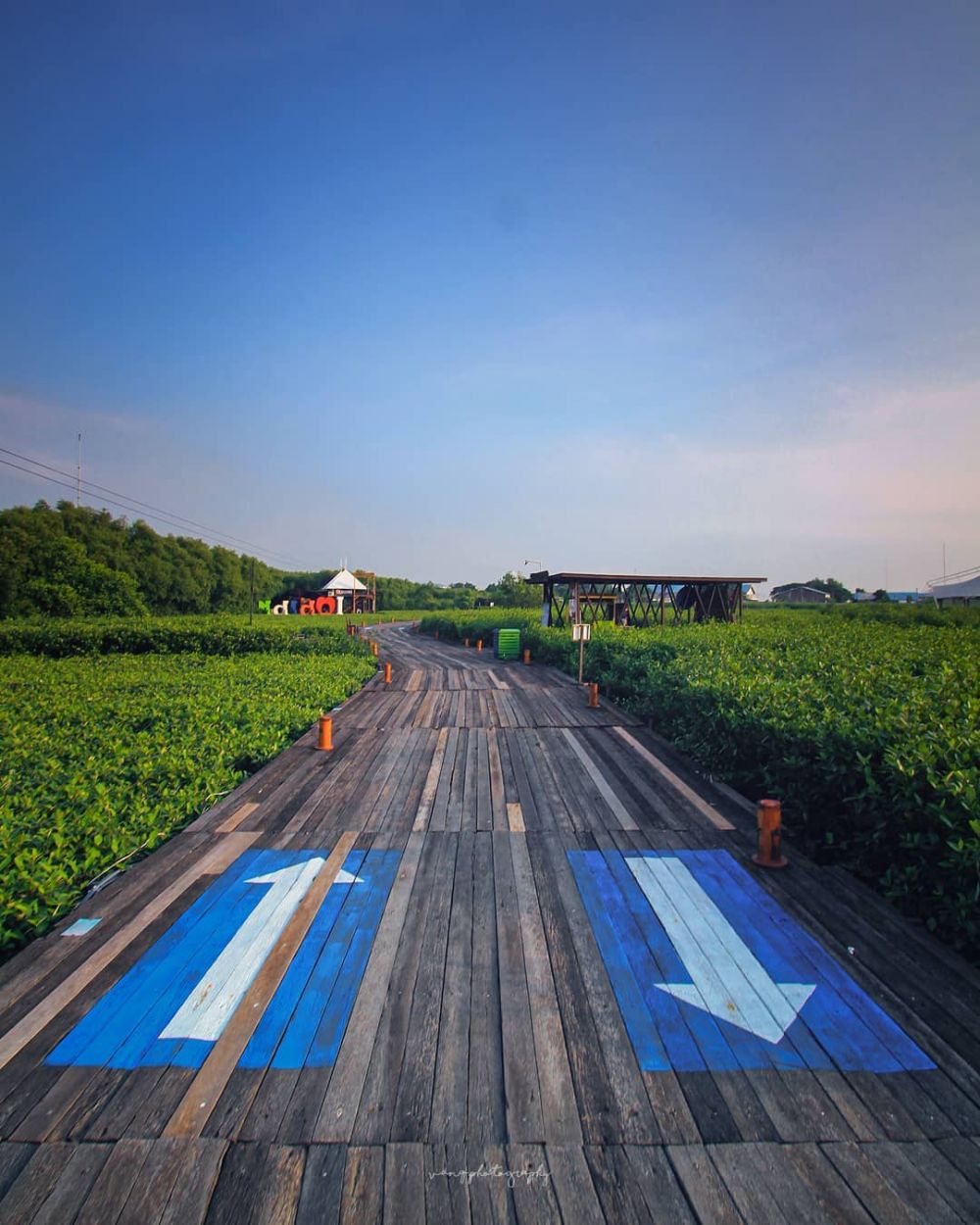 10 Pesona Wisata Hutan Mangrove BJBR di Probolinggo, Bikin Terpukau!