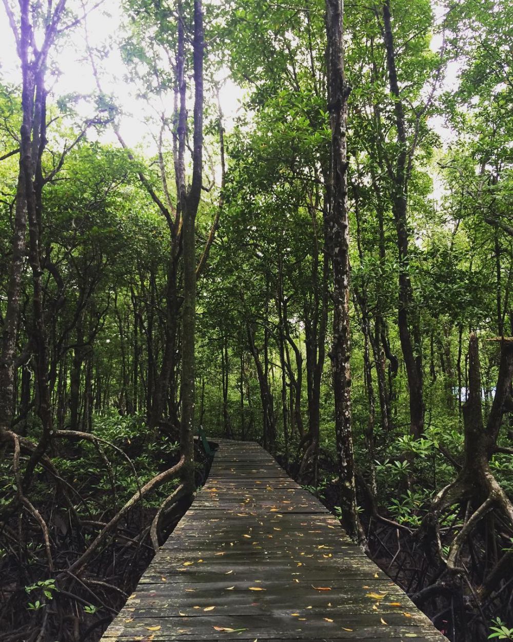 5 Wisata Hutan Mangrove di Indonesia yang Seru untuk Dijelajahi
